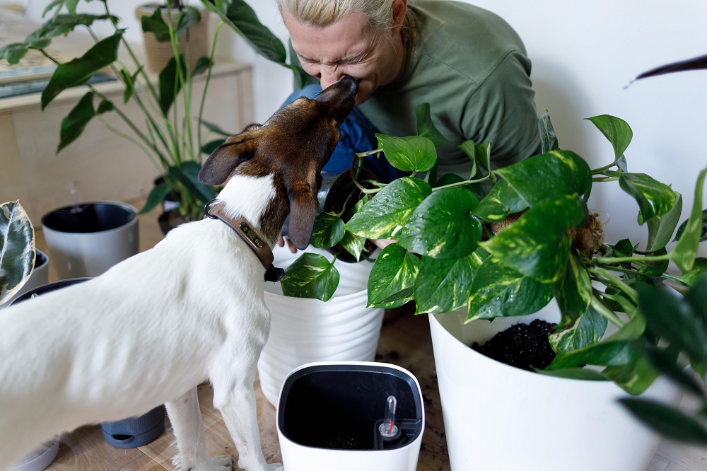 Homeowner’s Guide to Pet-Safe Plants