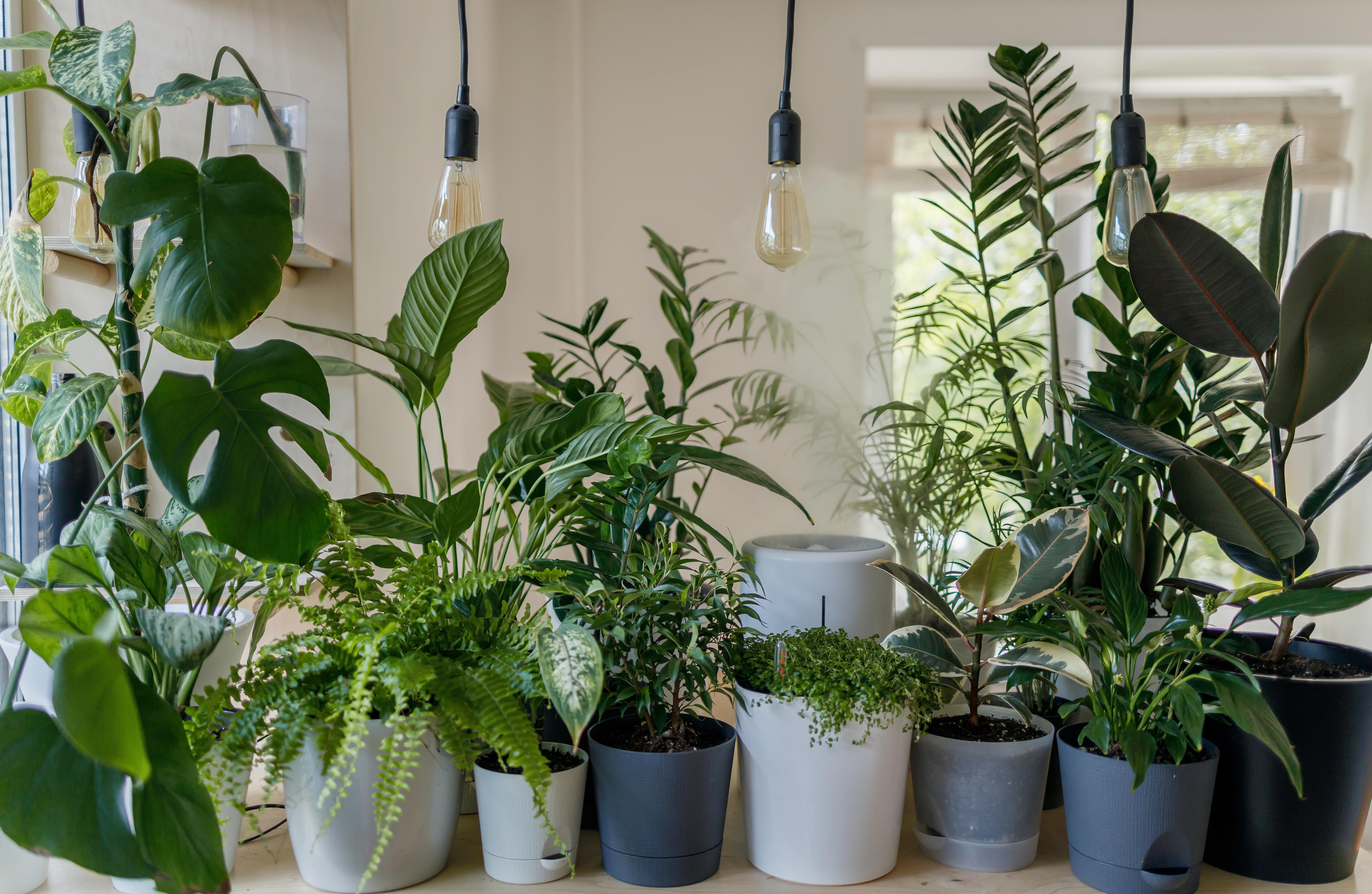 Indoor Plants to Fight the Winter Blues